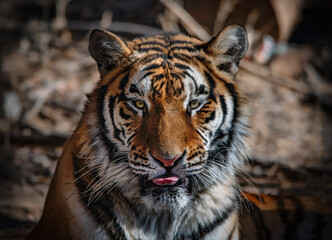 Close-up of a Siberian tiger - 705057739