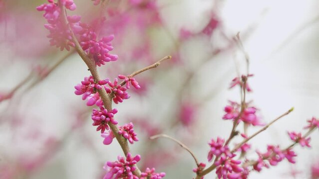 Cercis Siliquastrum Branches With Pink Flowers In Spring. Cercis Is A Tree Or Shrub. Close up.