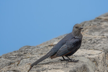 red winged starling placed on a low wall on Table Mountain in Cape Town, South Africa.