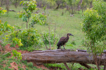 southern ground hornbill perched on a tree trunk in the Kruger Park in South Africa