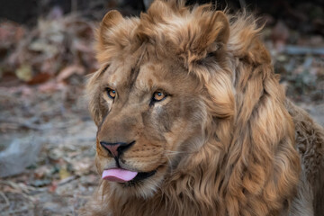 Close-up of a Lion King - 705059381