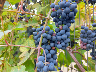 branches with ripe blue grapes. Autumn.