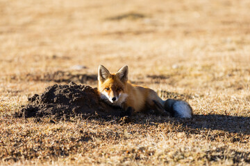 A red fox next to its burrow