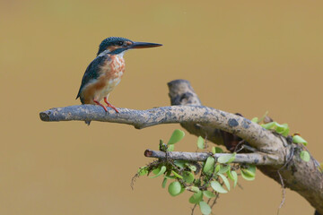 The common kingfisher (Alcedo atthis) with its prey