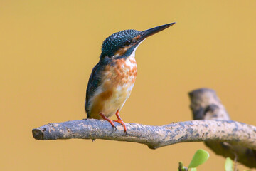 The common kingfisher (Alcedo atthis) with its prey