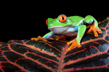 A red-eyed tree frog climbs a red leaf