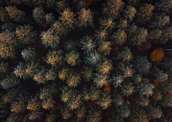 Forêt de sapin vue du dessus en drone