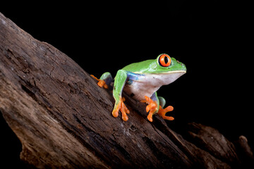 A red-eyed tree frog climbs a tree