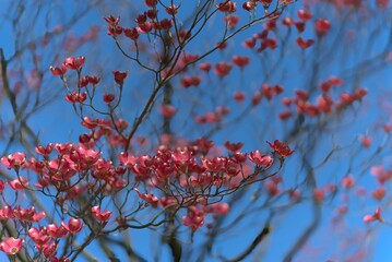 Cronus flowers in spring before the leaves come out.
