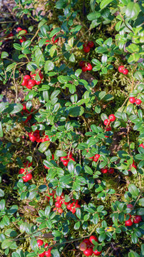 Red lingonberry is a ripe forest berry.