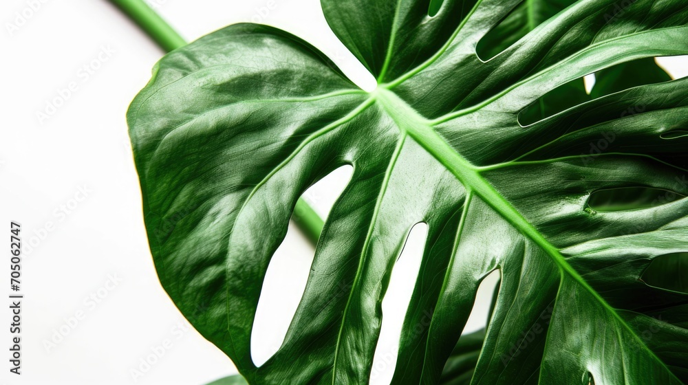 Aufkleber A close-up view of a single leaf from a plant. This image captures the intricate details and textures of the leaf. Ideal for use in botanical studies or as a background element in designs