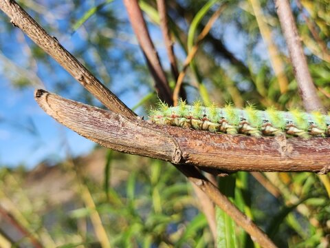 Cuncuna (Ormiscodes amphimone) 