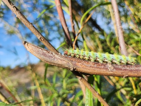 Cuncuna (Ormiscodes amphimone) 