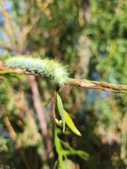 Cuncuna (Ormiscodes amphimone) 