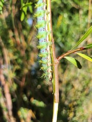 Cuncuna (Ormiscodes amphimone) 