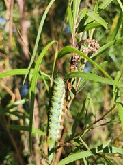 Cuncuna (Ormiscodes amphimone) 