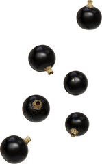 flying black currant