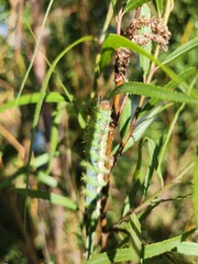 Cuncuna (Ormiscodes amphimone) 