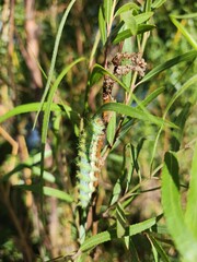 Cuncuna (Ormiscodes amphimone) 