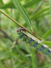 Cuncuna (Ormiscodes amphimone) 