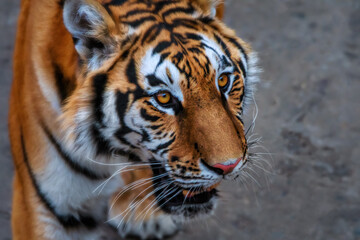 Close-up of a Siberian tiger - 705063178