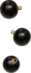 flying black currant