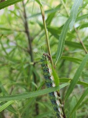 Cuncuna (Ormiscodes amphimone) 