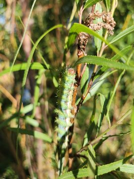 Cuncuna (Ormiscodes amphimone) 