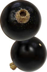 flying black currant