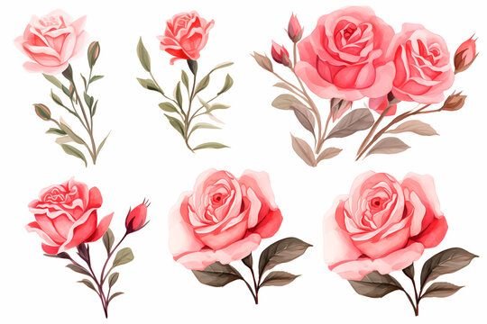 painted pink roses on a white background