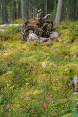 Wild blueberry in the summer forest.