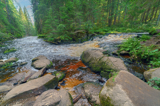 Forest river in the summer forest.