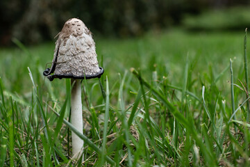 mushrooms in the grass