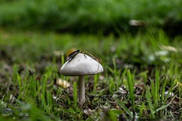 mushroom in the grass