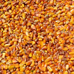 Corn grains background