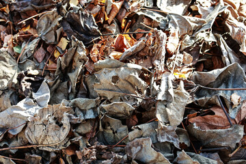 Dry leaves in winter for compost.