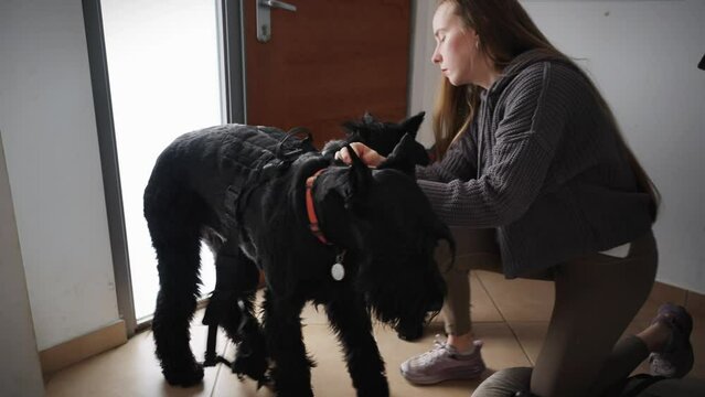 Blonde young woman put the harness on the giant schnauzer black dog at home