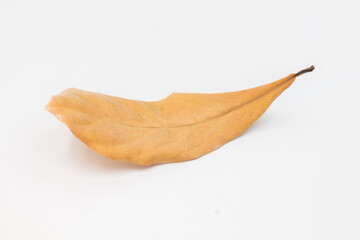 Dry leaf on white backgrounds, Dry leaf close up on the white background