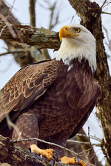 Closeup of a bald eagle in the trees