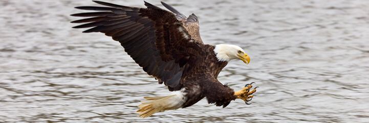 Bald eagle fully stretched out to catch a fish