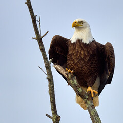 Bald eagle about to spread wings in a tree