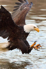 Bald eagle about to catch its prey in water