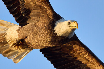 Closeup of bald eagle flying toward viewer in the sun