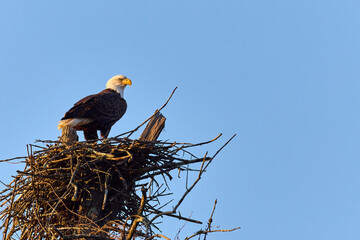 Bald eagle overlooking a nest