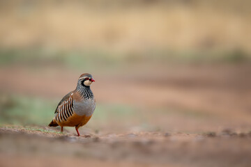 Red-legged Partridge - Alectoris rufa, beautiful colored ground bird from the pheasant family living in European fields and meadows, Andalusia, Spain.