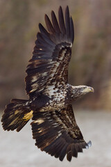 Juvenile bald eagle flying