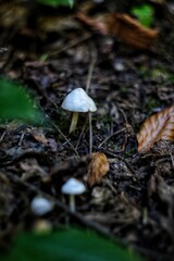 mushroom in the forest