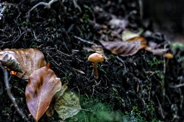 Close-ups of Autumn mushroom & Textures, Forest Details