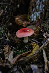 Forest Details: Close-up Mushrooms and Autumn Textures