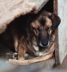 Dog on the Street: Urban Life and Pet in Public Space